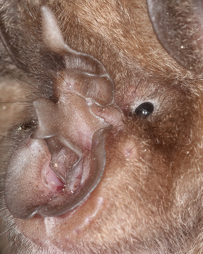 Greater horseshoe bat